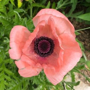 Meet your Posher, Nancy